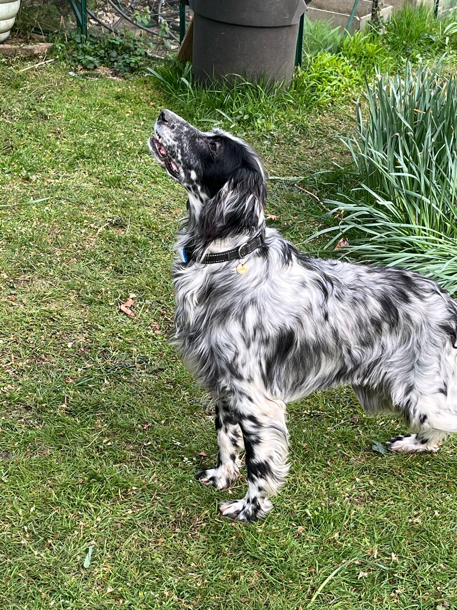 Bluebell