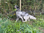 Bluebell