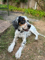 Daisy