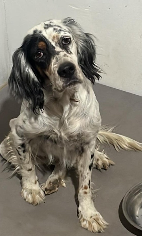 Daisy