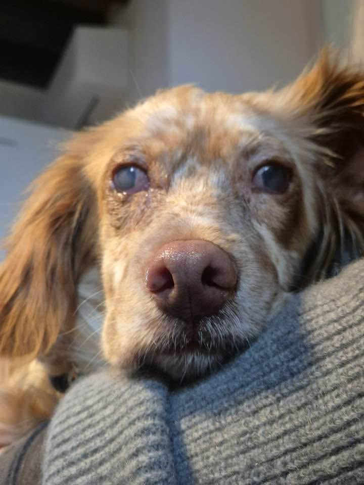 Willow