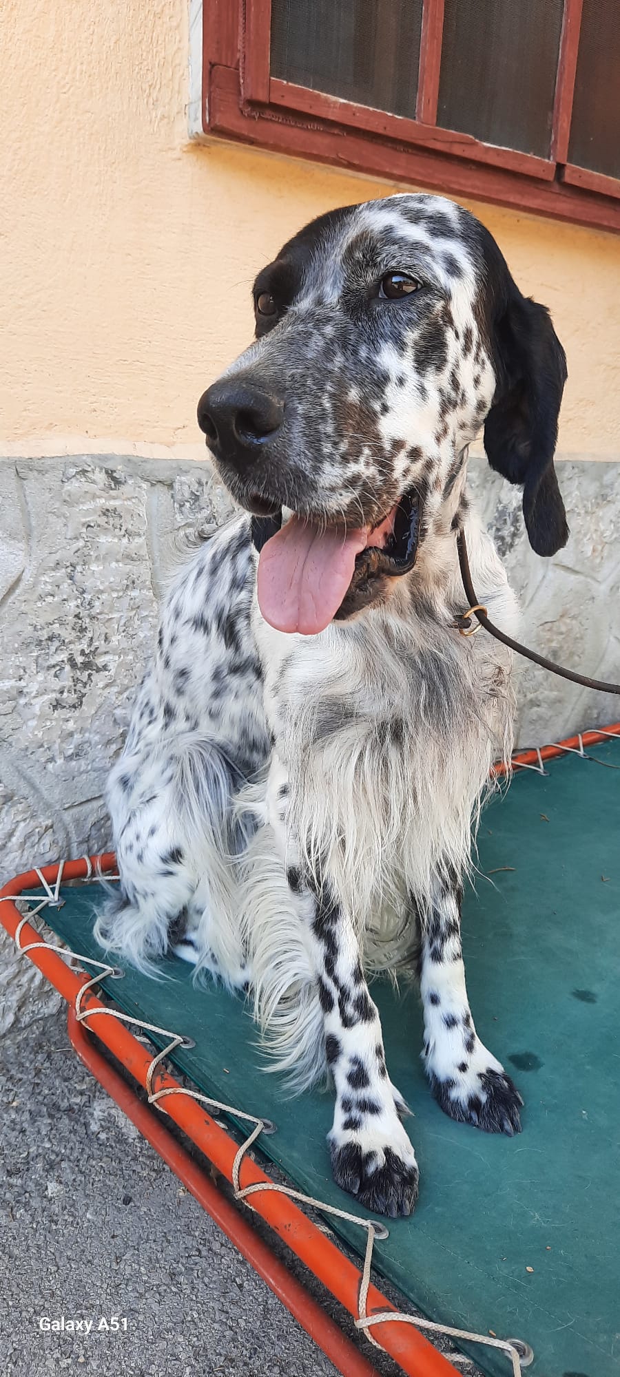 Sofia