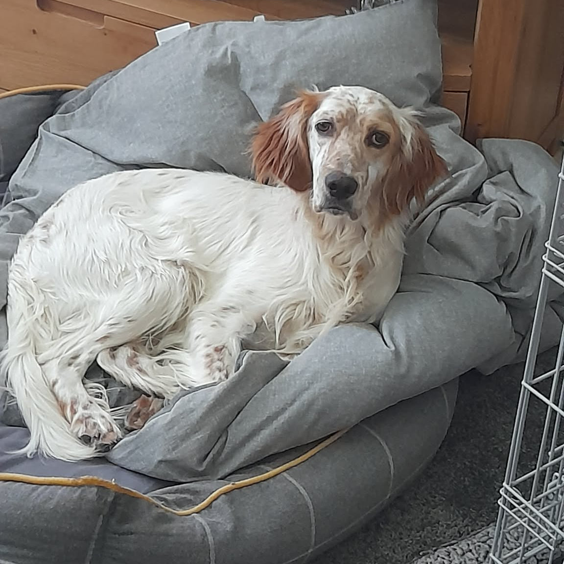 Gus