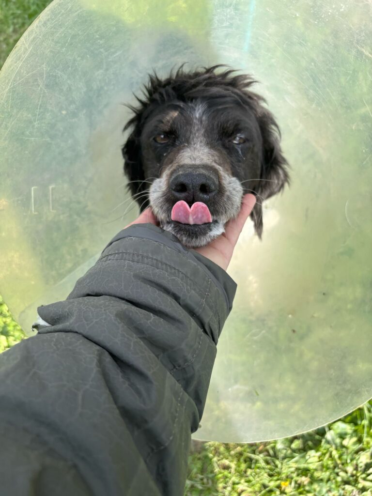 Bea