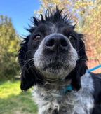 Bea