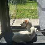 Charlie