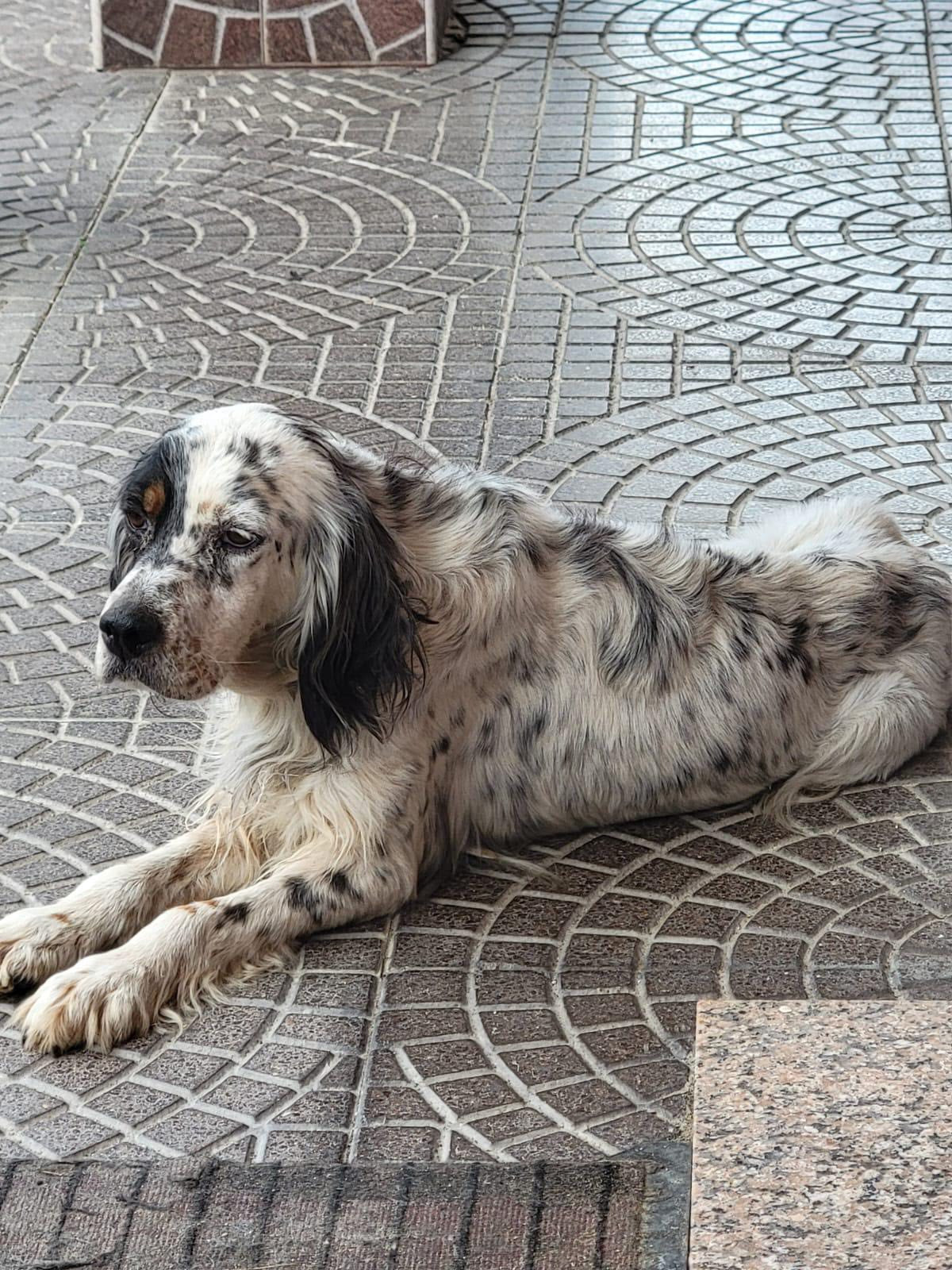 Daisy