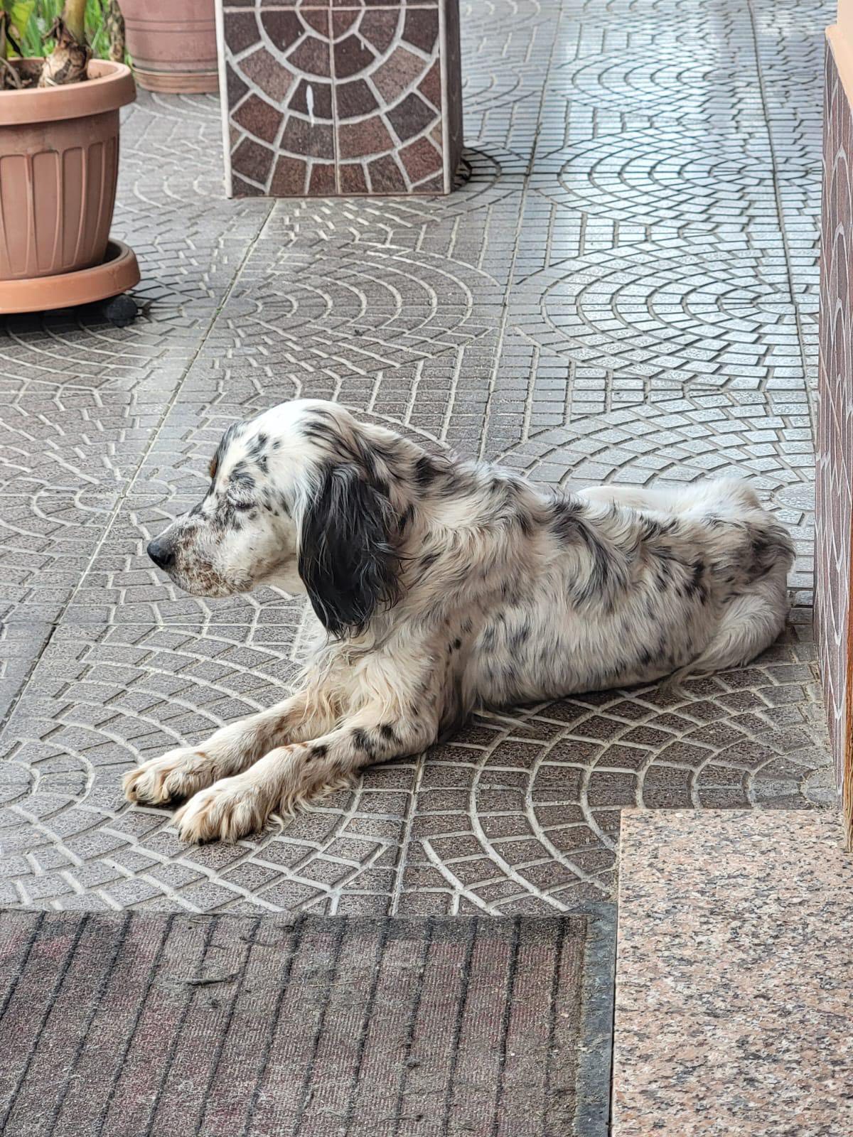 Daisy