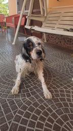 Daisy