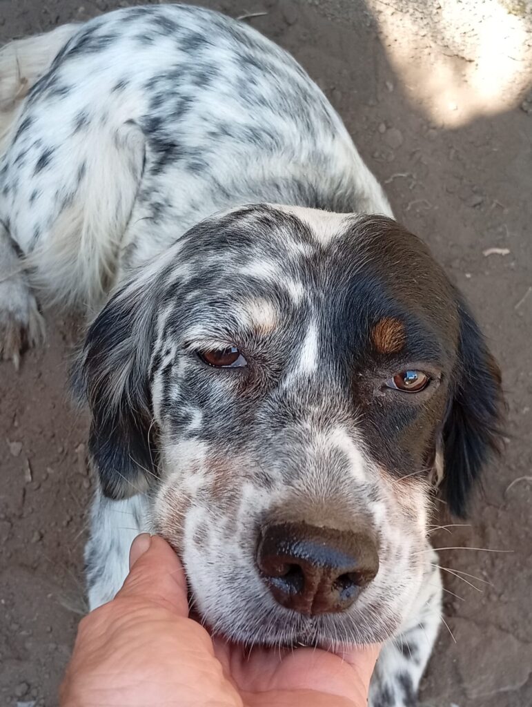 Gisella