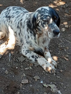 Gisella