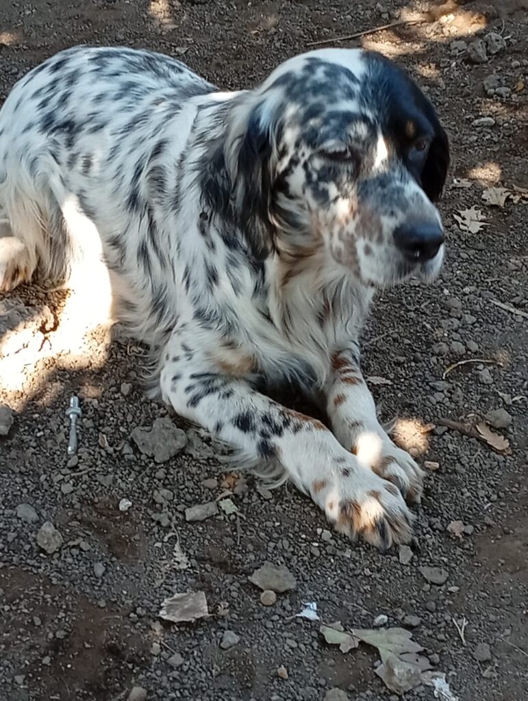 Gisella