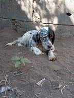 Gisella