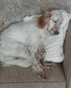 Gus