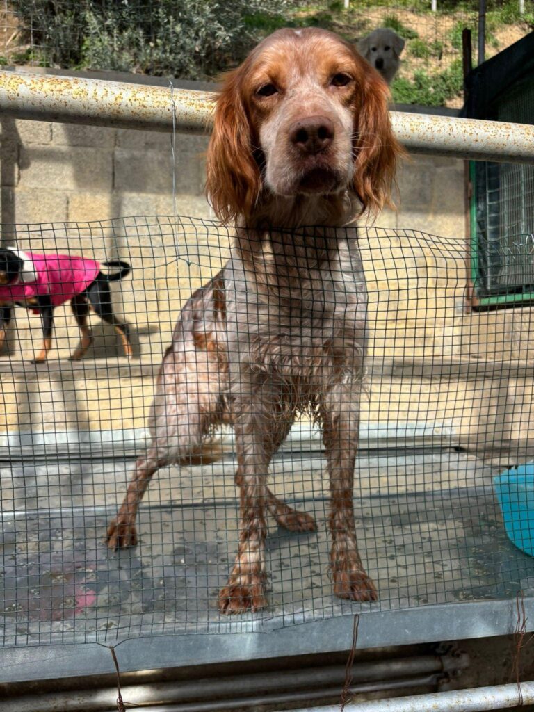 Henry