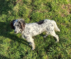 Matilde