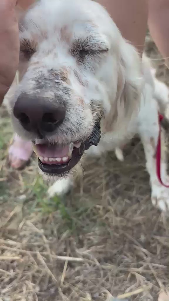Elvis