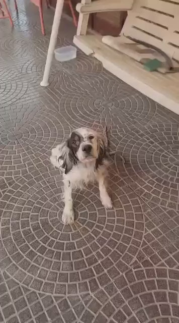 Daisy